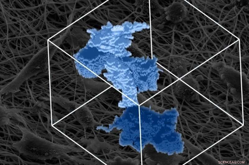 Cell Tunnel Formation Revealed: New Insights for Wound Healing and Cancer Treatment
