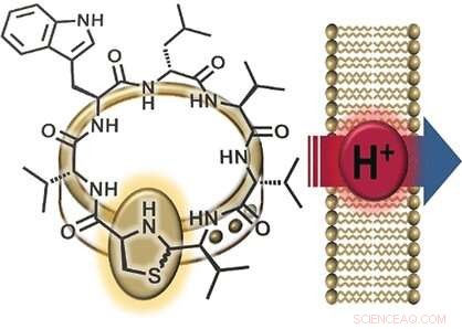 New Human Nasal Antibiotic Lugdunin Works via Proton Translocation: Chemical Synthesis Breakthrough