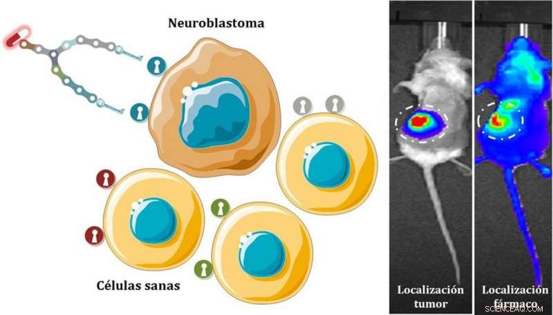 Targeted Delivery: Synthetic Molecules Transport Drugs Directly to Neuroblastoma Cells