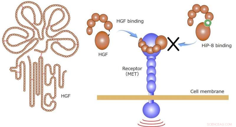 Macrocyclic Peptide Targeting HGF: Mechanisms and Promise in Cancer Theranostics