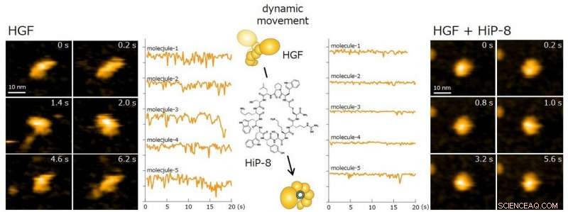 Macrocyclic Peptide Targeting HGF: Mechanisms and Promise in Cancer Theranostics