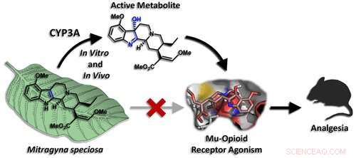 Kratom s Pain Relief: Unveiling the Role of a Key Metabolite