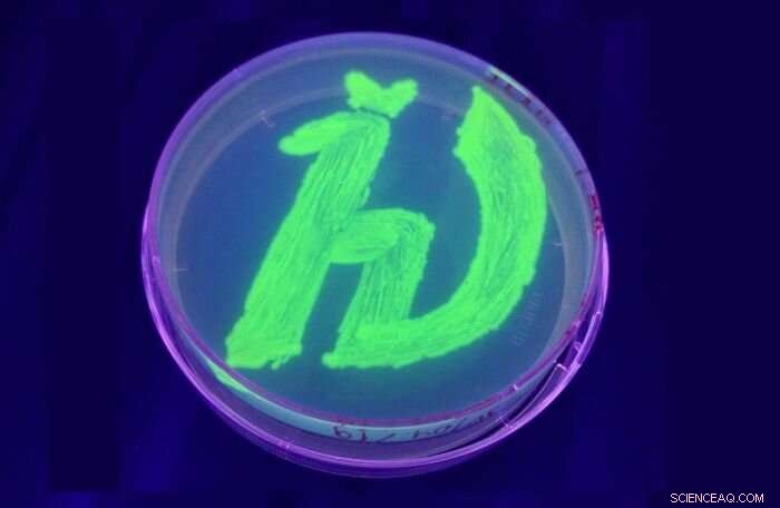 Scientists Develop Novel Fluorescent Protein with Unique UV/Blue Light Properties