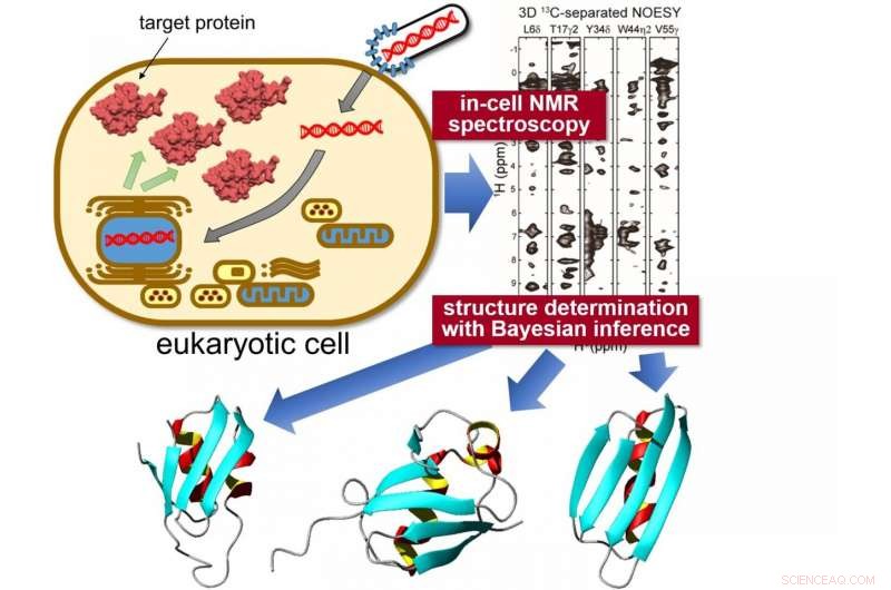 Accurate 3‑D Protein Structures Revealed Inside Living Cells Using In‑Cell NMR and Bayesian Analysis