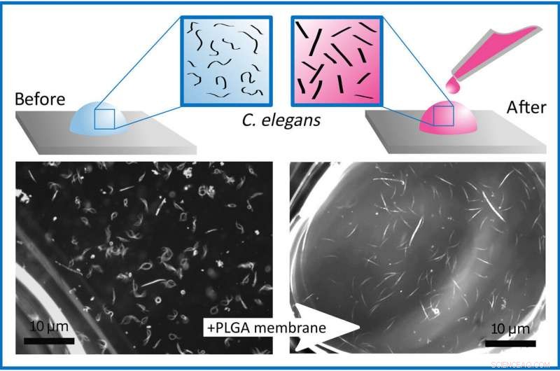 Rapid Liquid Packaging: Encasing Water Silhouettes in 3‑D Polymer Membranes for Lab‑in‑a‑Drop Experiments