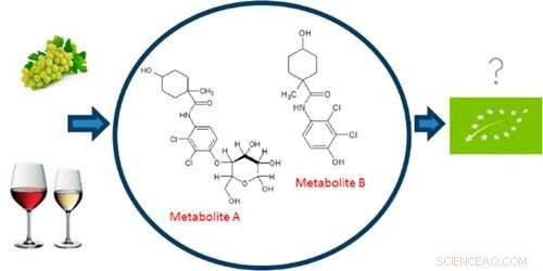 How to Verify Authentic Organic Food: A Guide to Certified Products
