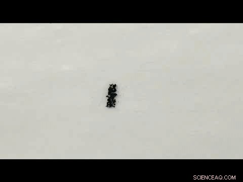 Guiding Noble Metal Aerogel Formation with Specific Ions