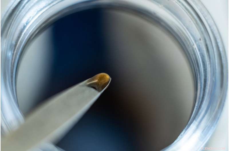 Rice University Breakthrough: Molecular Bait Enhances Hydrogel Wound Healing