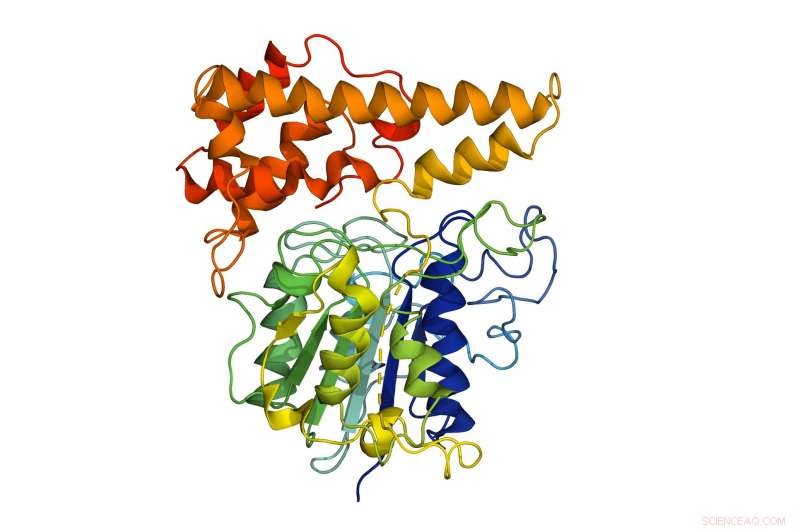 Scientists Reveal the Binding Mechanism Behind Protein Superglue
