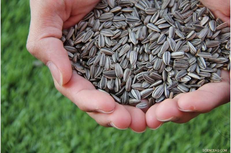 Research Pinpoints Sunflower Husk and Poplar Wood as Top Feedstocks for Fast Pyrolysis Biorefineries