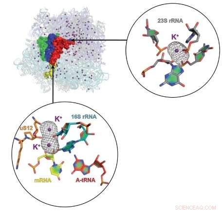Discovering Potassium Binding Sites in Bacterial Ribosomes Using I23 Beamline