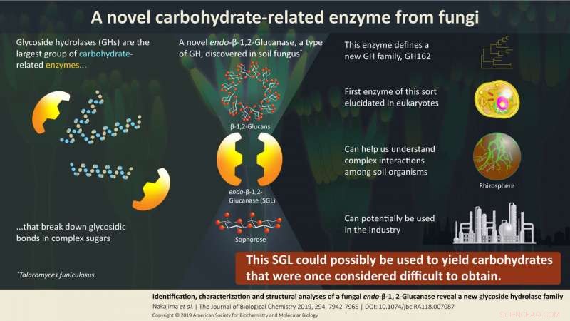 Japan Unveils Novel Glycosidic Enzyme Family Enhancing Symbiosis