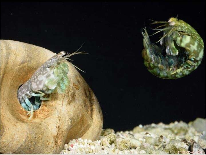Mantis Shrimp s Remarkable Telson Shield: Nature’s Ultimate Defense