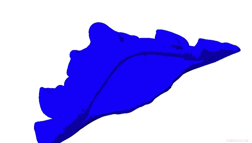 Mantis Shrimp s Remarkable Telson Shield: Nature’s Ultimate Defense