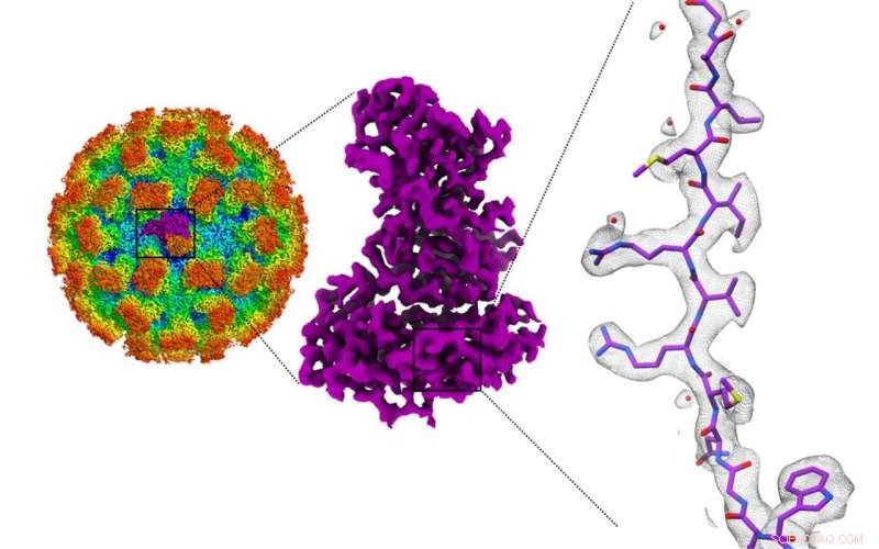 Exploring Norovirus Structures to Unlock Effective Food Poisoning Treatments