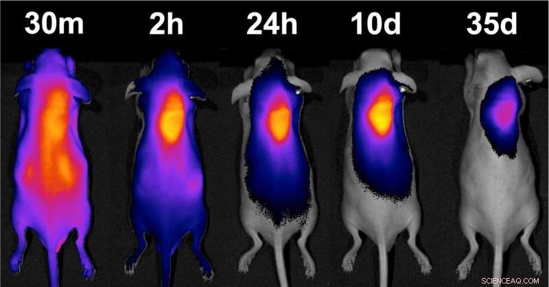 Targeted Delivery: A Homing Beacon for Chemotherapy Drugs