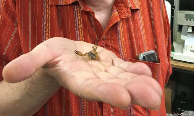 Scientists Unlock Healing Compounds in Mexican Scorpion Venom