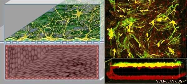 Human BBB Chip Mimics In Vivo Drug and Antibody Transport for Advanced Neurotherapeutic Testing