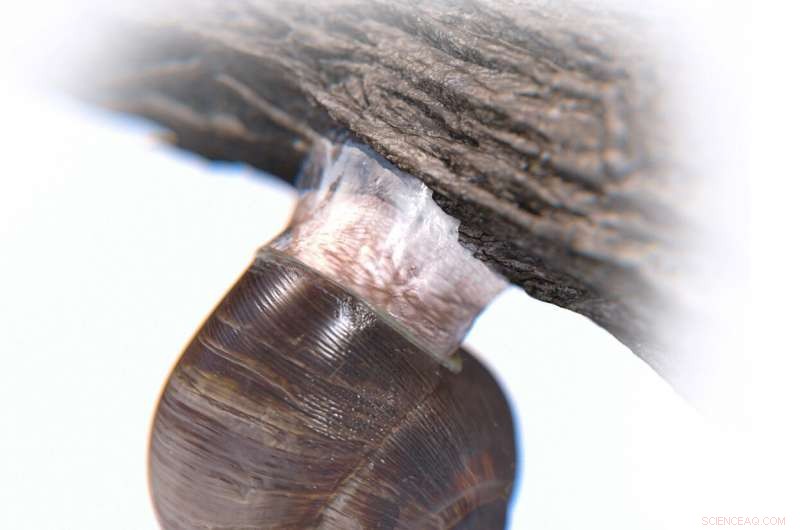 Engineers Unveil Ultra-Strong, Reversible Adhesive Inspired by Snail Slime