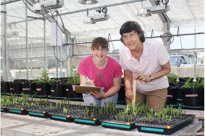 Biochar Enhances Carbon Storage, Yet Plant Growth Benefits Remain Minimal