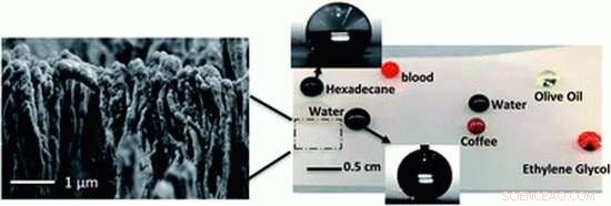 Nano‑Mushroom Forests: A Self‑Cleaning, Stain‑Free Solution for Plastic Surfaces