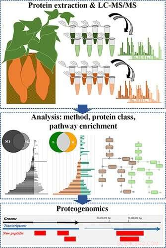 Exploring the Sweet Potato Proteome: Unlocking Nutritional Insights