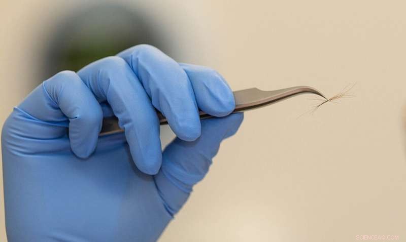 New Research Shows a Single Human Hair Can Identify a Person—A Breakthrough for Forensic Science
