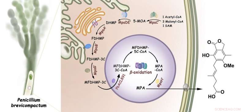 Scientists Unlock the Biosynthetic Pathway of Immunosuppressive Drug Mycophenolic Acid