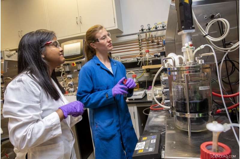 Revolutionary Blue Pigment from Engineered Fungi Promises Greener Textiles