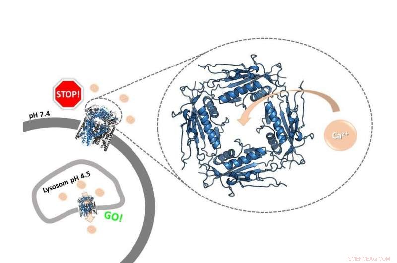 pH-Dependent Calcium Regulation of TRPML2 Ion Channel Function
