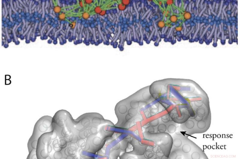 Review Highlights How Simple Physical Models Unveil the Mechanics of Complex Protein Machines
