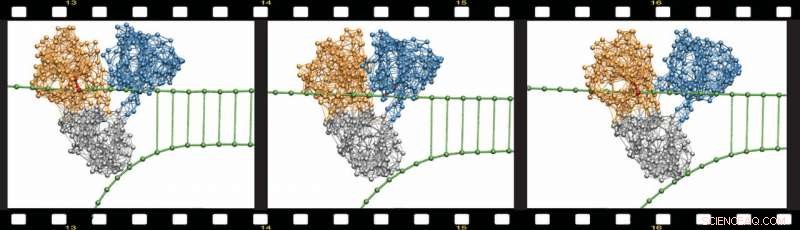 Review Highlights How Simple Physical Models Unveil the Mechanics of Complex Protein Machines