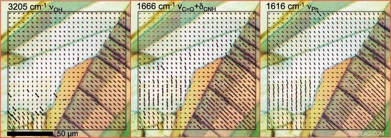 Detailed Analysis of Paracetamol Microstructure Using Synchrotron IR Spectroscopy
