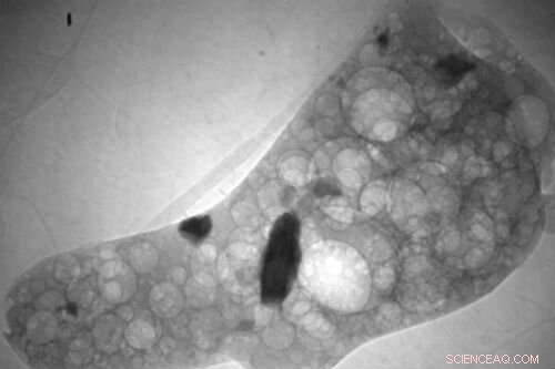 Study Reveals Fukushima Reactor Materials Persist in the Environment