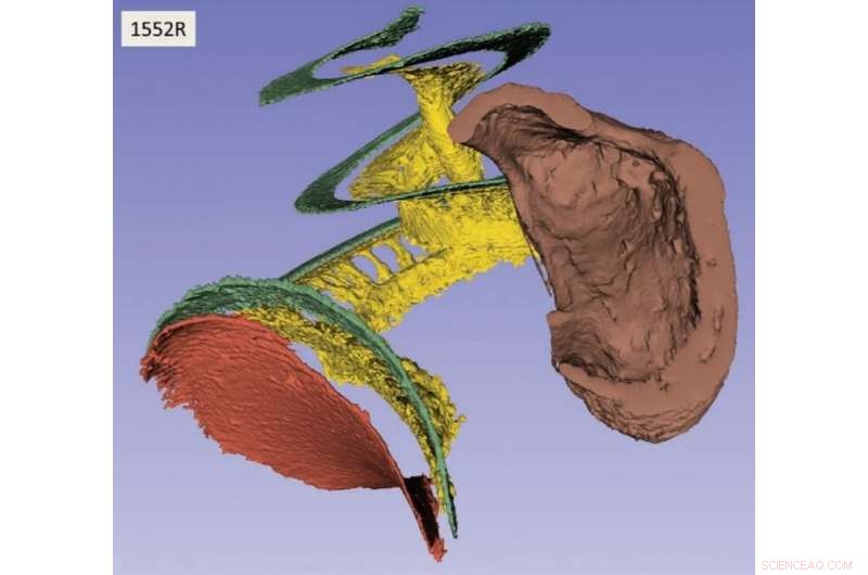 Revolutionary 3D Imaging of Human Ear Reveals New Paths for Hearing Restoration