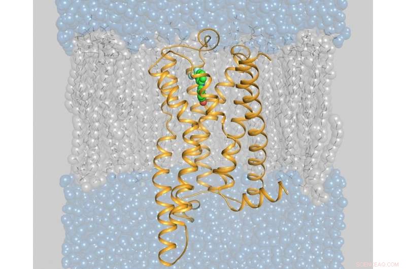 Pharmaconutrition: Advancing Drug Design for Functional Research