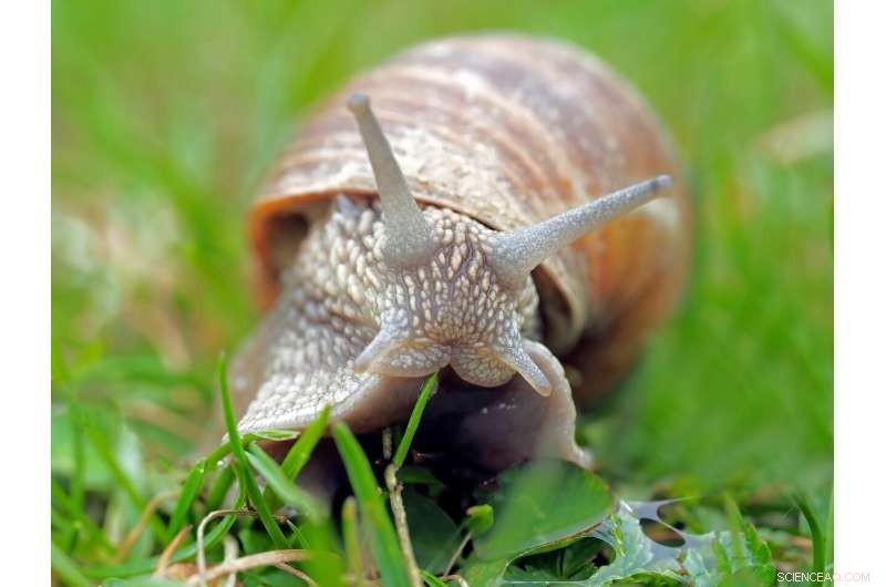 Snail-Inspired Adhesive: A Reversible, Super-Strong Glue Developed by Penn Scientists