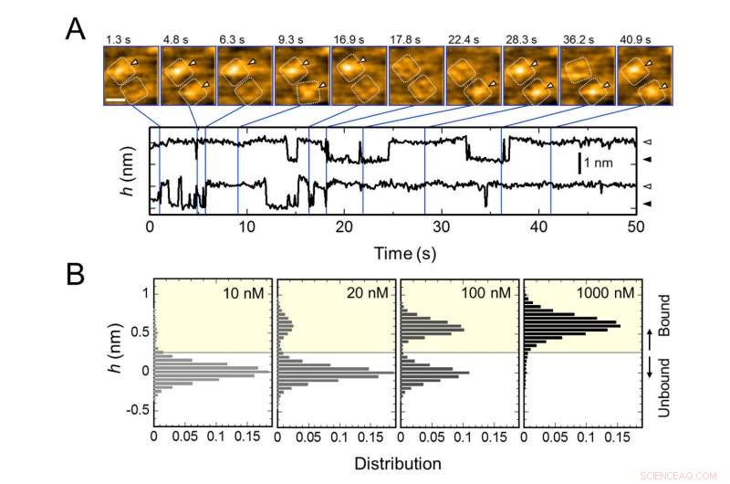 High-Speed AFM Reveals How Scorpion Toxins Block Potassium Channels