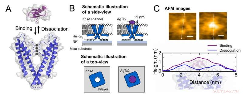 High-Speed AFM Reveals How Scorpion Toxins Block Potassium Channels