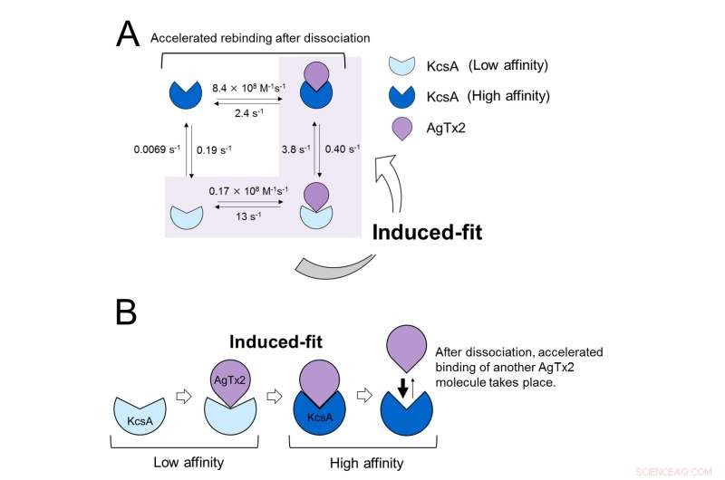 High-Speed AFM Reveals How Scorpion Toxins Block Potassium Channels