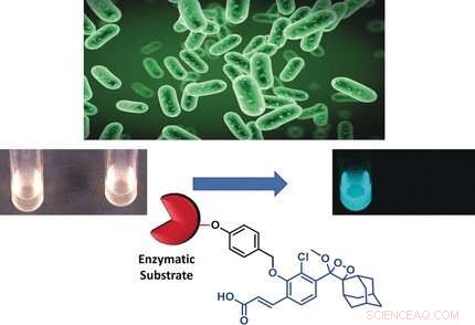 Rapid, Sensitive Chemiluminescence Probes for Detecting Salmonella & Listeria