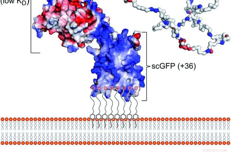Targeted Stem Cell Delivery to the Heart Using Artificial Membrane-Binding Proteins