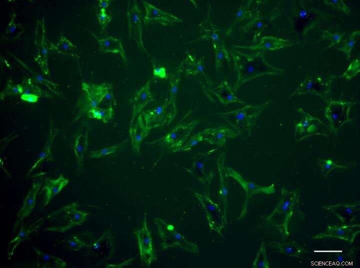 Targeted Stem Cell Delivery to the Heart Using Artificial Membrane-Binding Proteins