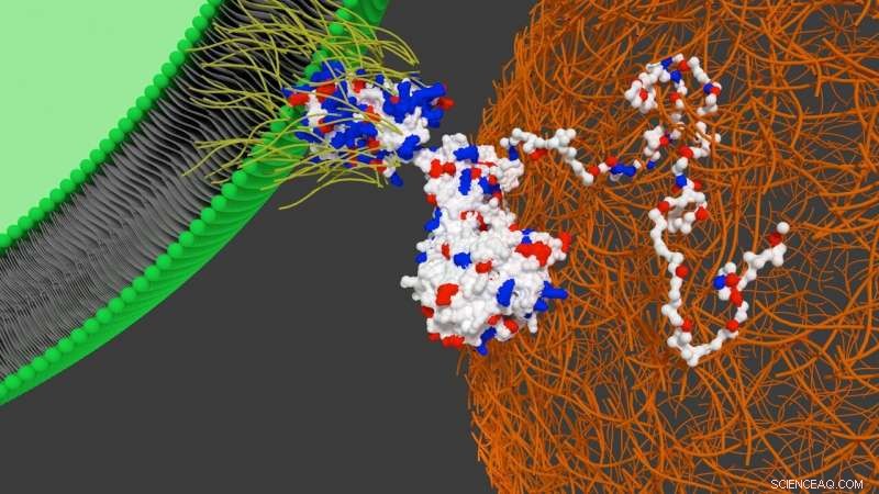Targeted Stem Cell Delivery to the Heart Using Artificial Membrane-Binding Proteins