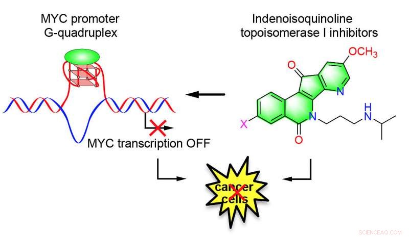 Innovative Anticancer Agents Show Promise in Controlling Tumor Growth Across Multiple Cancer Types