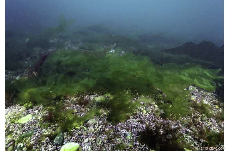 Scientists Unlock Enzymatic Breakdown Pathway of Marine Algae Sugar