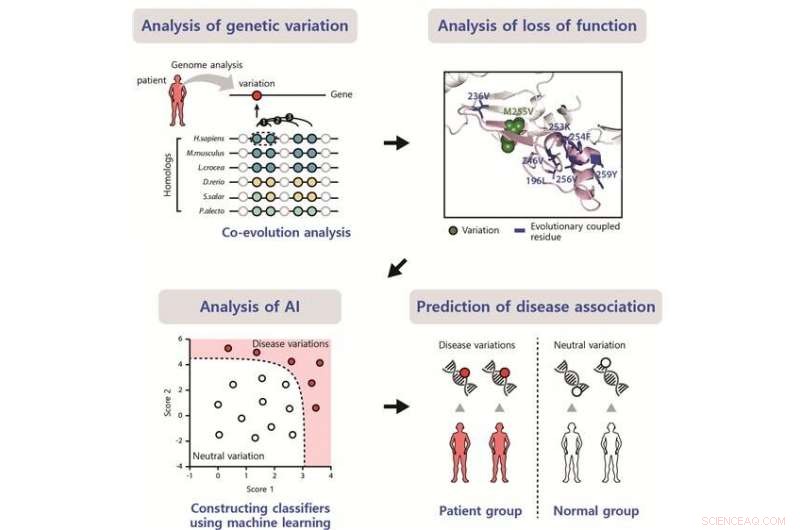 Using Evolutionary Coupling Analysis to Assess the Impact of Disease-Associated Genetic Variants