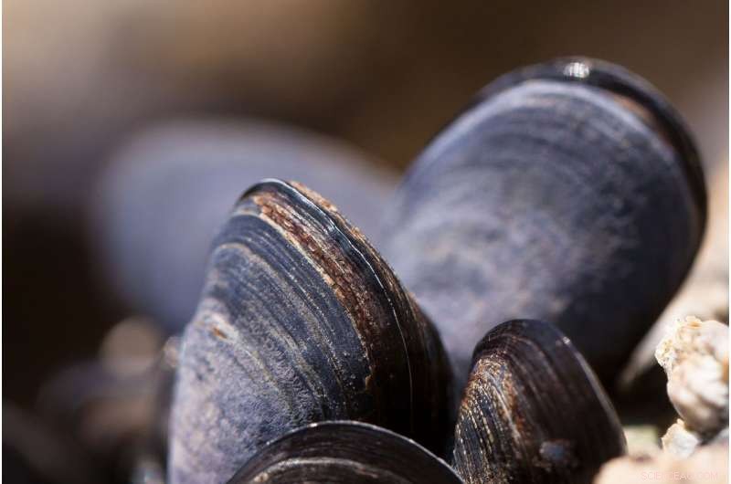 Mussels Inspire Breakthrough Tech for Water Purification and Oil Spill Cleanup