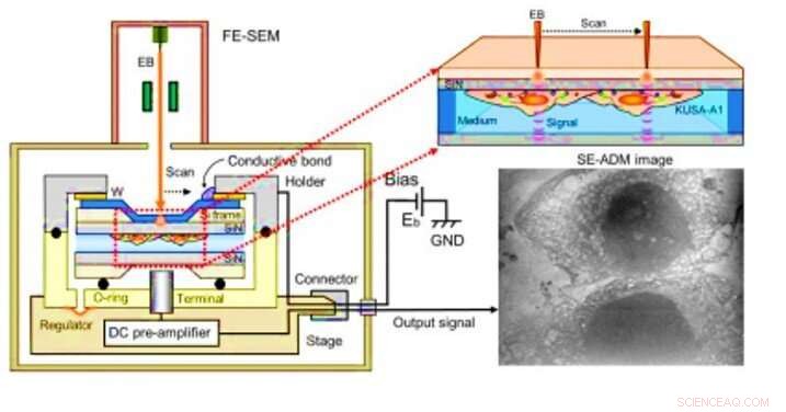 Osteoblastic Lysosomes Drive Bone Mineralization