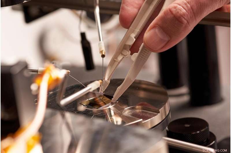 Brain‑Inspired Chip Enables Rapid, Flash‑Speed Memory Formation